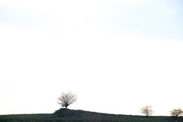 tree on a background of grass and sky black and white