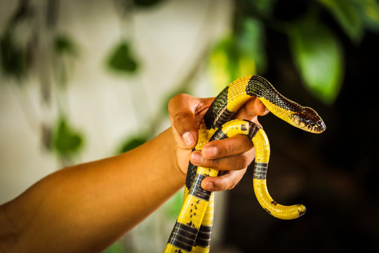 Banded Krait Snake