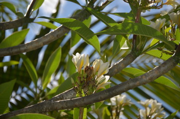 white and yellow flowers on the tree