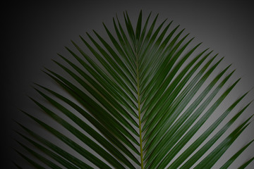 Tropical palm leaves, floral pattern background, real photo in phuket Thailand