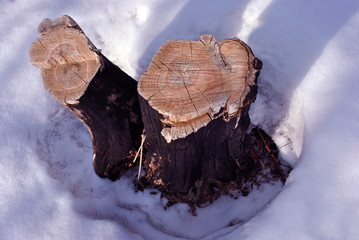 Sawn two acacia trees stump on snowy glade, natural organic background, close up detail top view