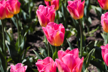 Beautiful bouquet of tulips nature background.