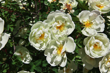Ozertso Village, Minsk, Belarus