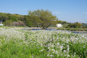 春の多摩川