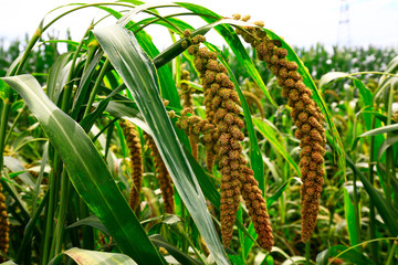 Mature millet in the farmland