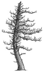 Dead tree illustration, drawing, engraving, ink, line art, vector