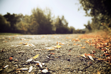 Fallen leaves view
