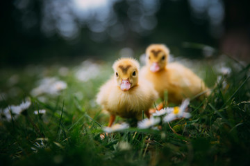 Baby Duck