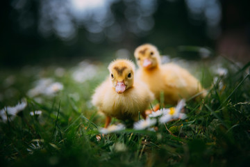 Baby Duck
