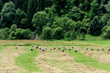 Group of White Storks Around In The Field. Stork Colony. 