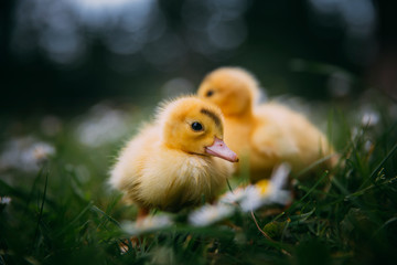Baby Duck