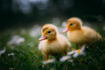 Baby Duck