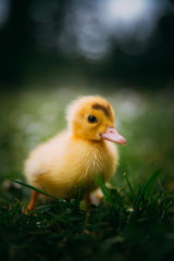 Baby Duck