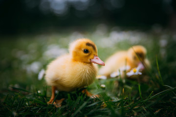 Baby Duck