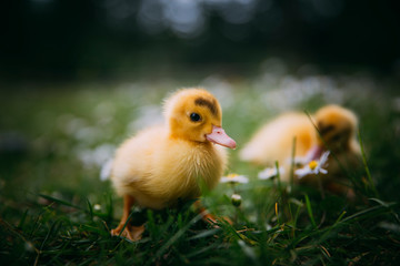 Baby Duck