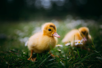 Baby Duck