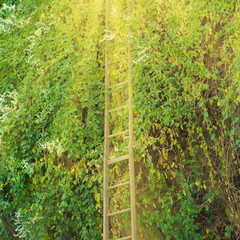 A long stepladder near a vine-covered wall in the summer rays. Concept - stairway to heaven.