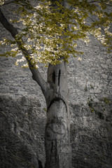 A tree with a natural sad expression. Concept - Protection of Nature.