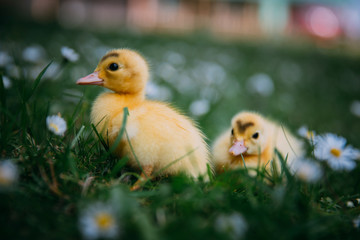 Baby Duck