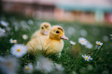 Baby Duck