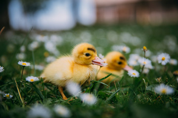 Baby Duck