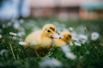 Baby Duck