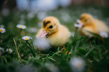 Baby Duck