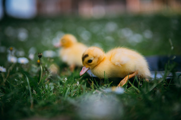 Baby Duck