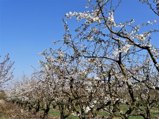 Sauerkirschblüte