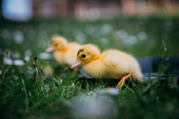 Baby Duck