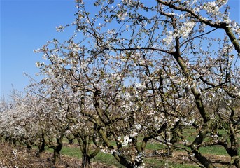 Fototapeta premium Sauerkirschblüte