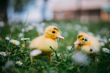 Baby Duck