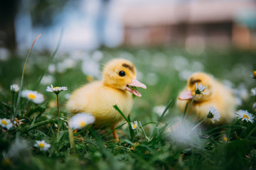 Baby Duck