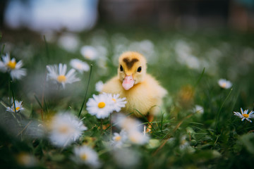 Baby Duck