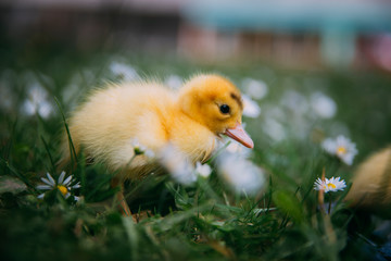 Baby Duck