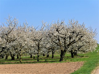 Kirschblüte