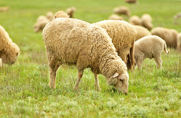 Sheep graze in the spring steppe