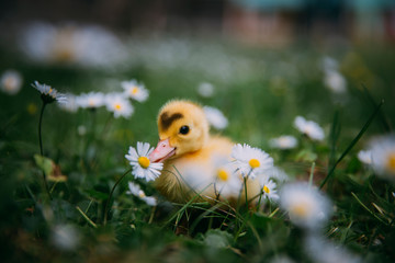 Baby Duck