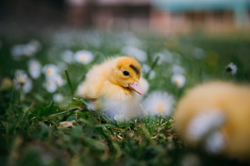 Baby Duck