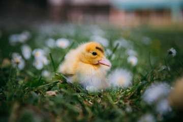 Baby Duck