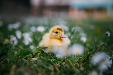 Baby Duck
