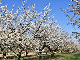 Fototapeta premium Kirschblüte