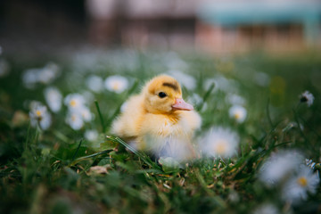 Baby Duck