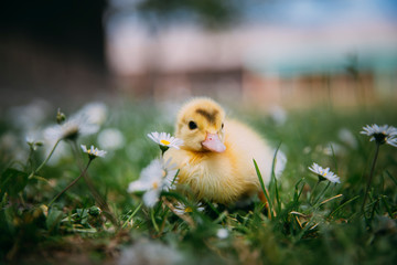 Baby Duck