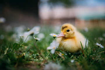 Baby Duck