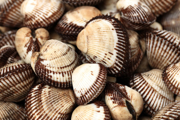 Scapharca subcrenata on white background 