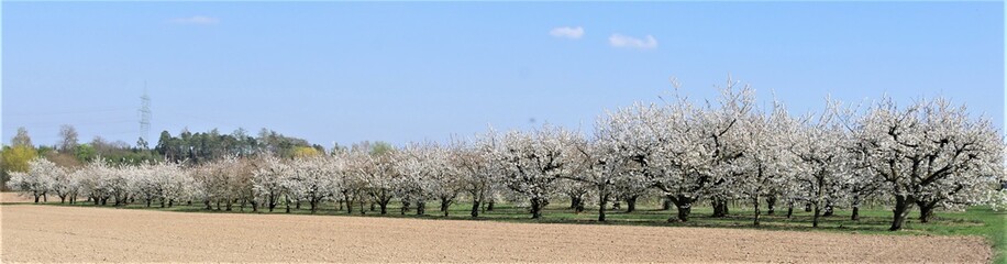 Fototapeta premium Sauerkirschblüte