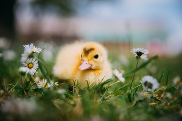 Baby Duck