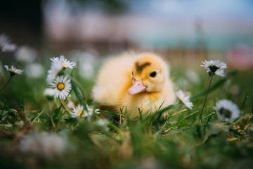 Baby Duck