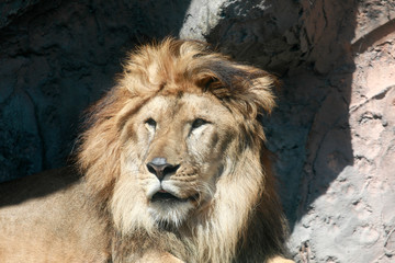 Naklejka premium ライオン ライオンの顔のアップ アフリカライオン